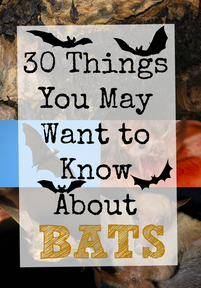 Bats (30 Things)