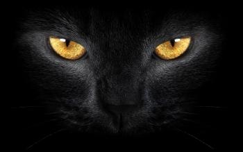 Black-Cat-eyes