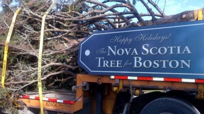 Boston Christmas Tree