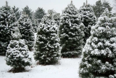 Christmas-tree-farm