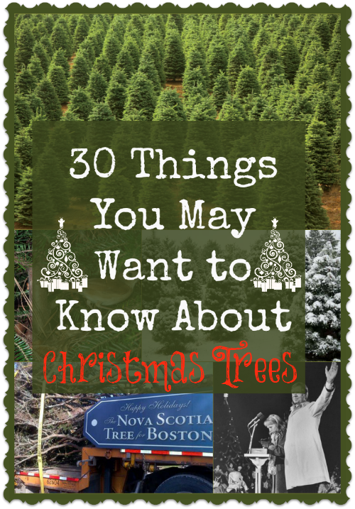 Christmas trees (30 Things)