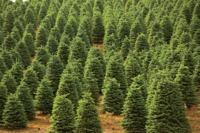 Christmas trees grow in Oregon