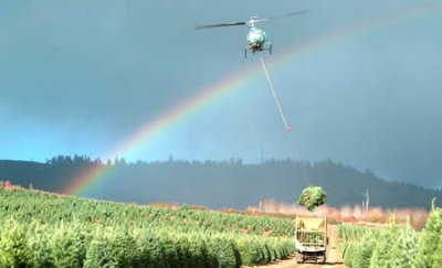 Helicopter_Christmas_Tree_Harvest