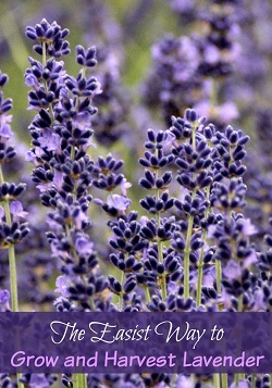 The-Easiest-Way-to-Grow-and-Harvest-Lavender_thumb