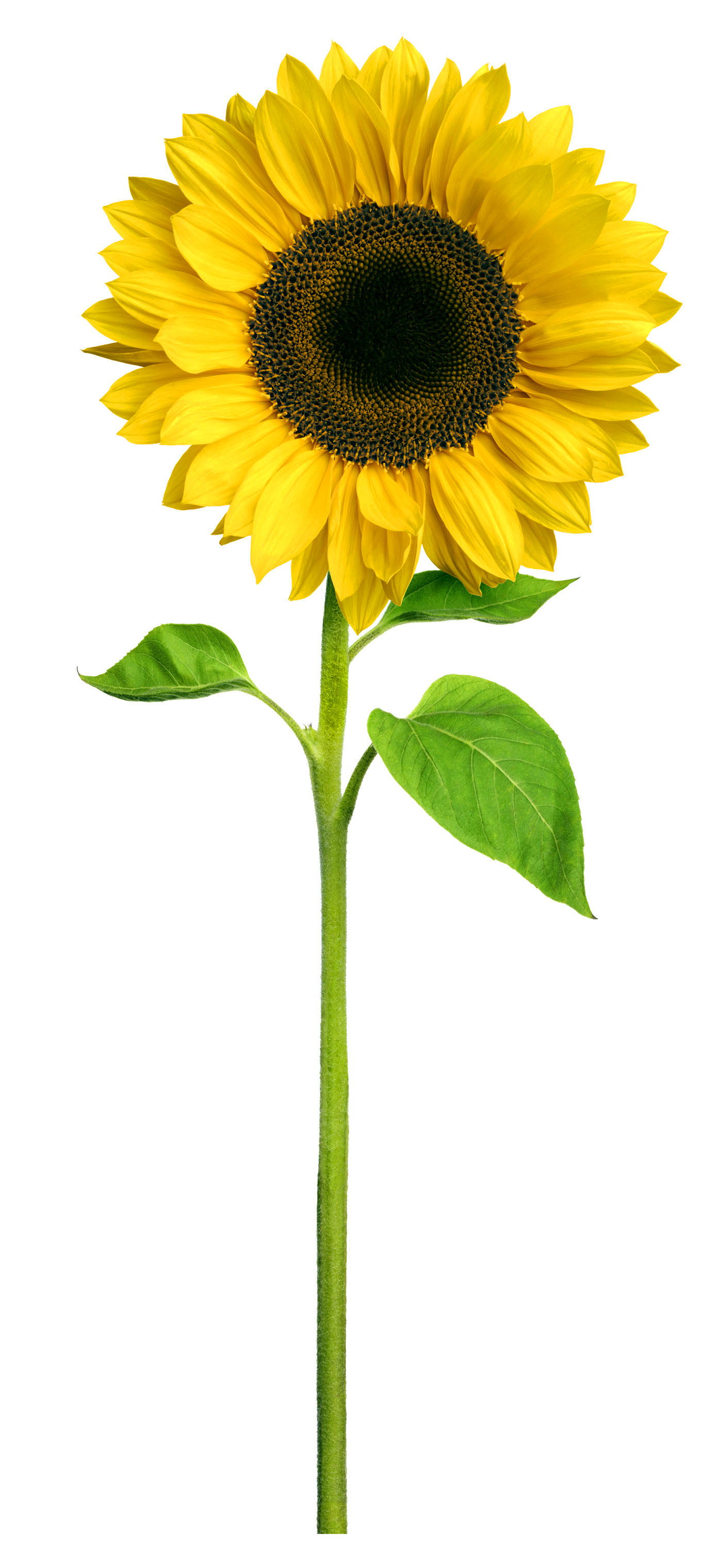 WF-sunflower-copy