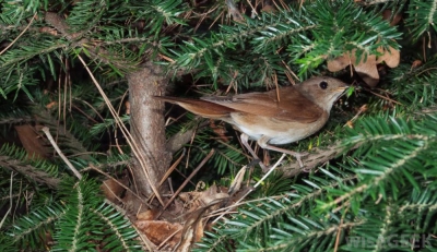 little-brown-birds-in-evergreen-tree
