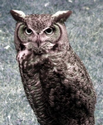 owl_2