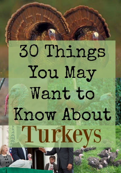 turkeys (30 things)